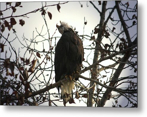 Bald Eagle Metal Print featuring the digital art Call of the Wild by Carrie OBrien Sibley