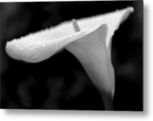 Calla Lily Metal Print featuring the photograph Calla Lily Flower Black and White by Jennie Marie Schell