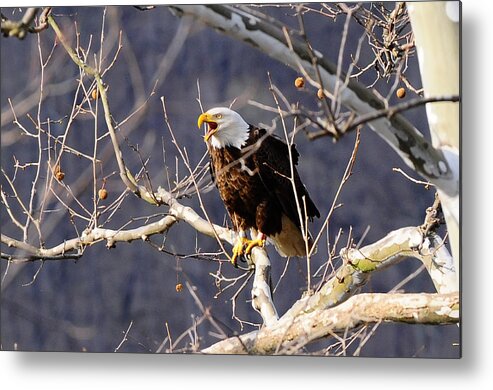Calling Eagle Metal Print featuring the photograph Calling for his mate by Randall Branham