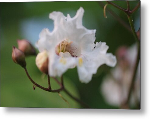 Flower Metal Print featuring the photograph Calm by Amanda St Germain