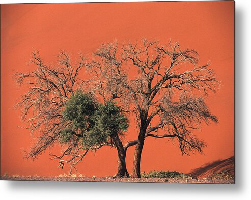 Mp Metal Print featuring the photograph Camelthorn Acacia Acacia Erioloba Tree by Pete Oxford