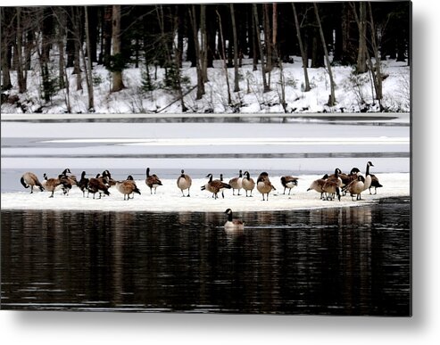 Lake View Metal Print featuring the digital art Canadian Gees At Farrington Lake by Aron Chervin