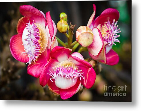  Ball Metal Print featuring the photograph Cannonball Tree in Bloom by Melle Varoy