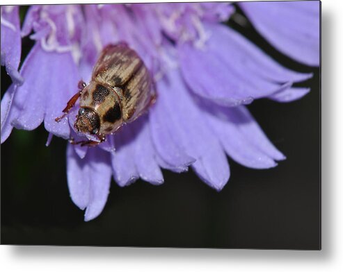 Carpet Beetle Metal Print featuring the photograph Carpet Beetle on Stokes Aster by Victoria Porter