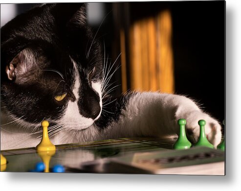 Sorry! Metal Print featuring the photograph Cat Playing a Game by Lori Coleman