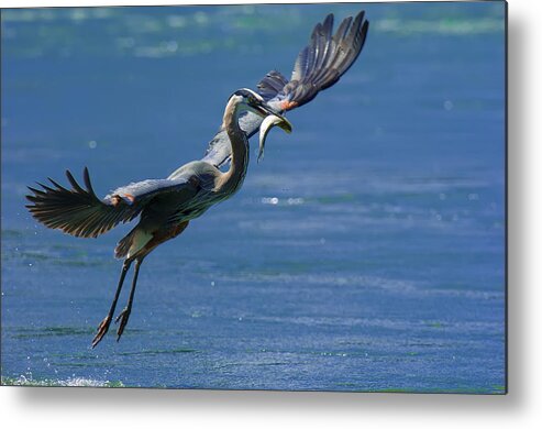 Great Blue Heron Metal Print featuring the photograph Catch of the Day by Sebastian Musial