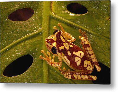 Mp Metal Print featuring the photograph Chachi Tree Frog Hyla Picturata Adult by Pete Oxford