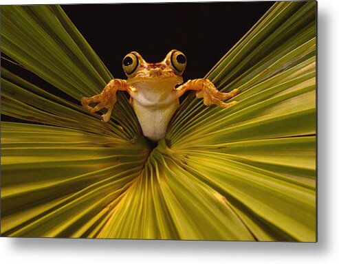 Mp Metal Print featuring the photograph Chachi Tree Frog Hyla Picturata, Choco by Pete Oxford