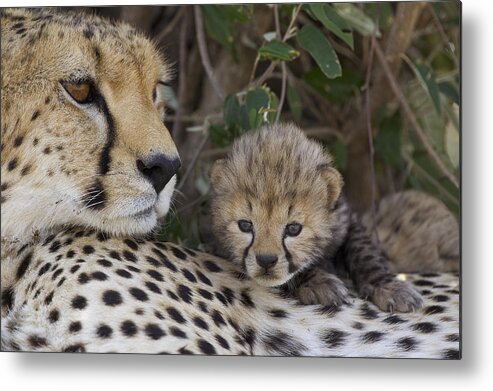00761518 Metal Print featuring the photograph Cheetah Mother And 7 Day Old Cub Maasai by Suzi Eszterhas