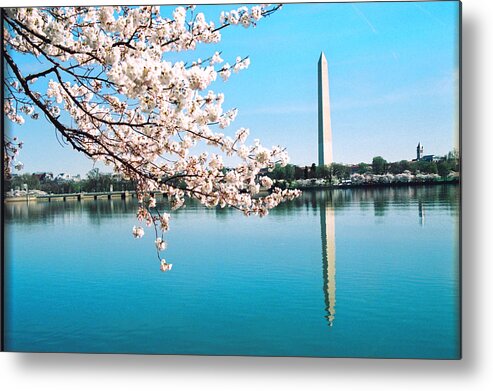 Washington Metal Print featuring the photograph Cherry blossoms by Claude Taylor