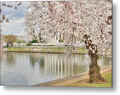 Metro Metal Print featuring the photograph Cherry Blossoms Washington DC 6 by Metro DC Photography