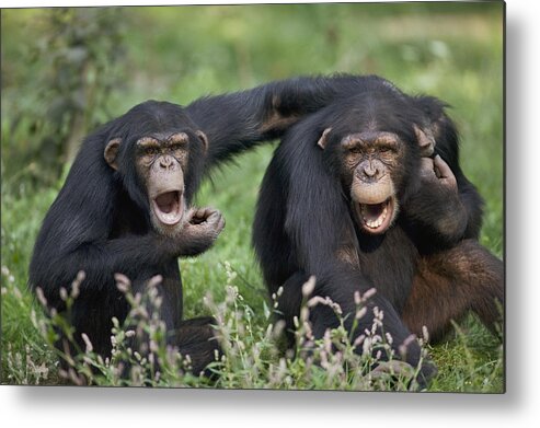 00620524 Metal Print featuring the photograph Chimpanzees Pan Troglodytes Calling by Cyril Ruoso