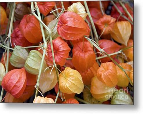 Asian Metal Print featuring the photograph Chinese lantern flowers by Jane Rix