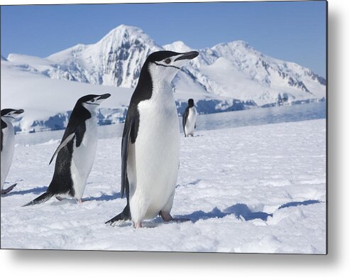 00429532 Metal Print featuring the photograph Chinstrap Penguins Antarctic Penninsula by Flip Nicklin