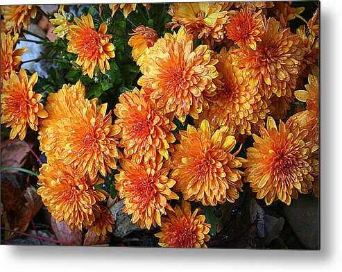 Chrysanthemums Metal Print featuring the photograph Chrysanthemums by Kay Novy