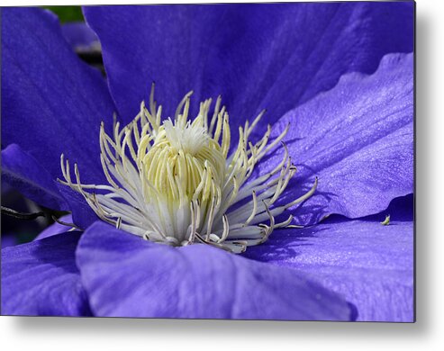 Clematis Metal Print featuring the photograph Clematis One by Wanda Brandon