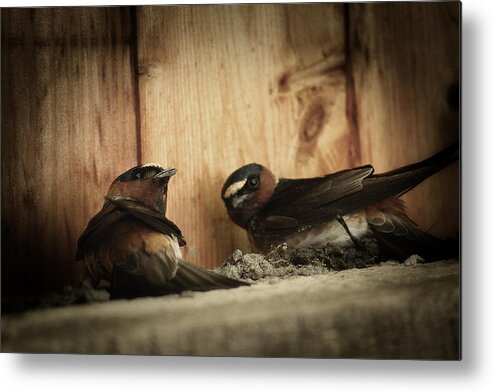 Bird Metal Print featuring the photograph Cliff Swallows 3 by Scott Hovind