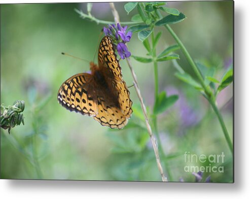 Scenery Metal Print featuring the photograph Close-Up Butterfly by Mary Mikawoz