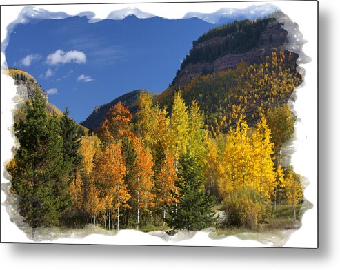 Aspens Metal Print featuring the photograph Colorado Aspens by Judy Deist