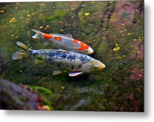 Colored Carps In Fall Color At Portland Japanese Garden Metal Print featuring the photograph Colored carp in fall pond by Hisao Mogi