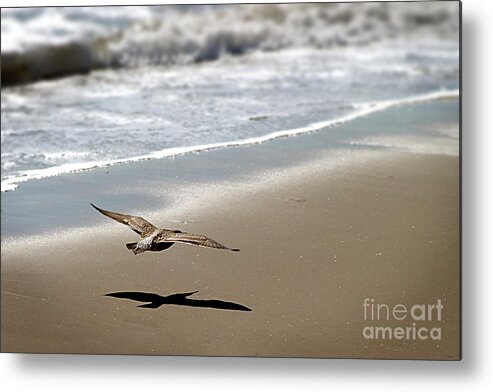 Seagull Metal Print featuring the photograph Coming In For Landing by Henrik Lehnerer