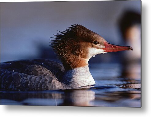 00171858 Metal Print featuring the photograph Common Merganser Female Portrait North by Tim Fitzharris