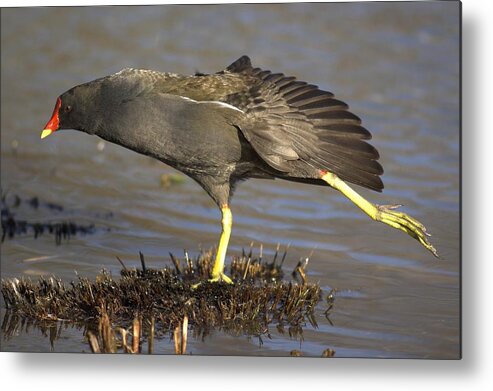 Gallinula Chloropus Metal Print featuring the photograph Common Moorhen by Colin Varndell