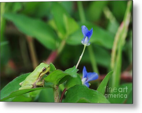 Green Metal Print featuring the photograph Contemplating Blue by Don Youngclaus