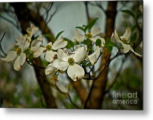 Dogwood Metal Print featuring the photograph Cool Breeze by Lois Bryan