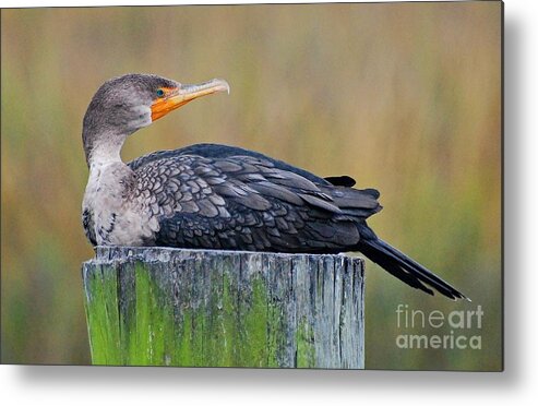 Birds Metal Print featuring the photograph Cormorant On A Post by Kathy Baccari
