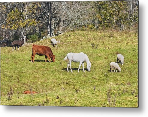Cow Metal Print featuring the photograph Cow Horse Sheep Grazing On Grass Farm Field Maine by Keith Webber Jr