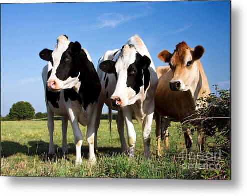 Agriculture Metal Print featuring the photograph Cows by Jane Rix