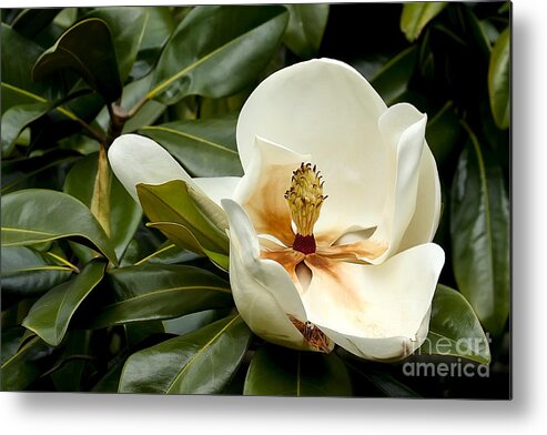 Flower Metal Print featuring the photograph Creamy Magnolia by Teresa Zieba