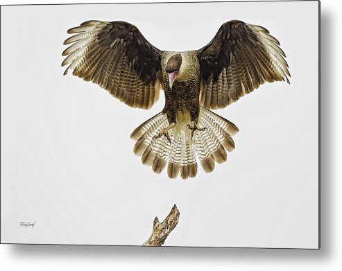 Crested Metal Print featuring the photograph Crested Caracara alighting. by Fred J Lord
