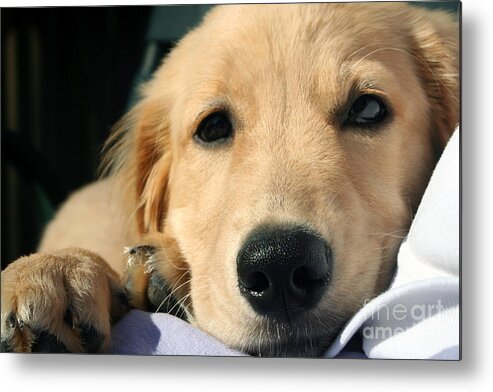 Adorable Metal Print featuring the photograph Cuddly Puppy by Susan Stevenson