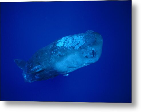 00106892 Metal Print featuring the photograph Curious Sperm Whale Calf Dominica by Flip Nicklin