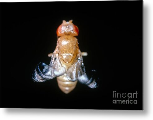 Macro Photo Metal Print featuring the photograph Curly Winged Drosophila by Science Source