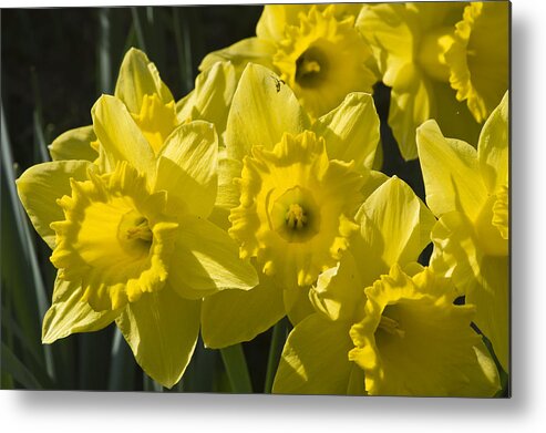 Yellow Daffodil Metal Print featuring the photograph Daffodils by Rob Hemphill