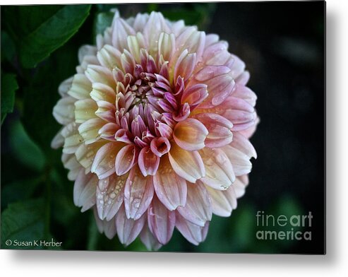 Plant Metal Print featuring the photograph Dahlia Dewdrops by Susan Herber