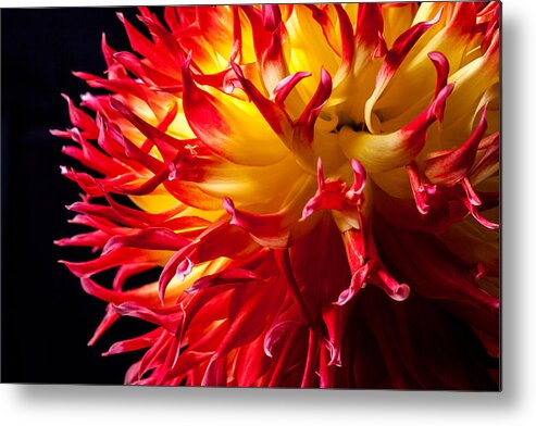 Dahlia Metal Print featuring the photograph Dahlia in Flames by Levin Rodriguez