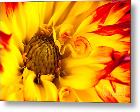 Dahlia Metal Print featuring the photograph Dahlia Swirls by Levin Rodriguez