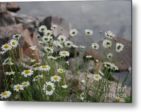 Water Metal Print featuring the photograph Daisies and How they Grow by Joan McArthur