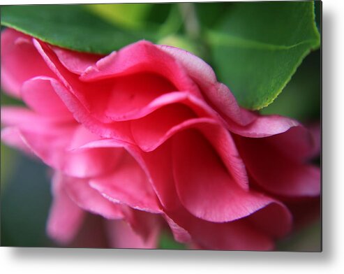 Flowers Metal Print featuring the photograph Dancing Petals of the Camellia by Portraits By NC