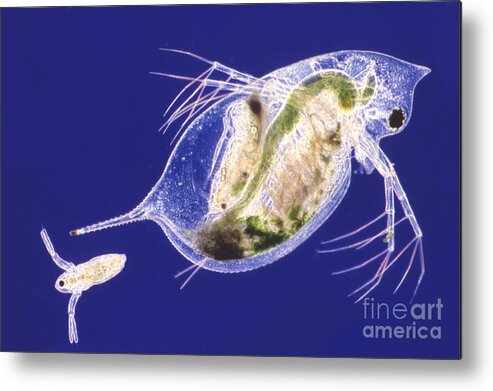 Light Microscopy Metal Print featuring the photograph Daphnia by M. I. Walker