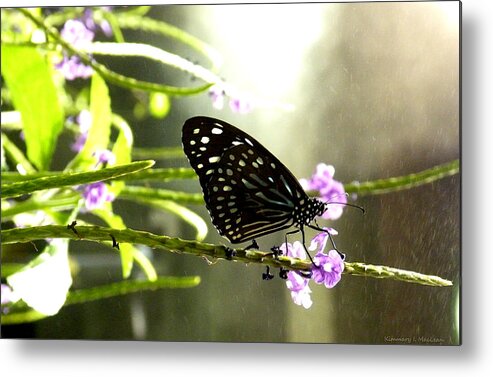 Animal Metal Print featuring the photograph Dark Blue Tiger Butterfly in the Rain by Kimmary MacLean