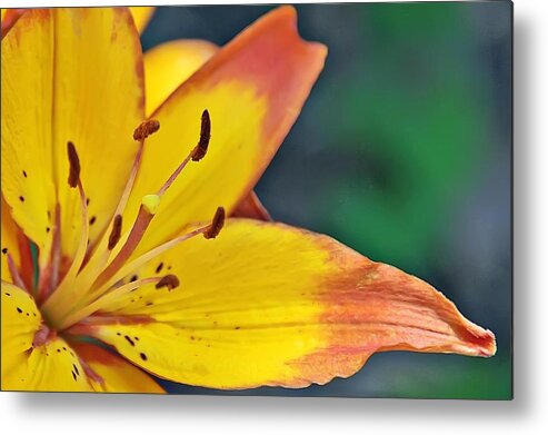 Flower Metal Print featuring the photograph Daylily in yellow by Tina Karle