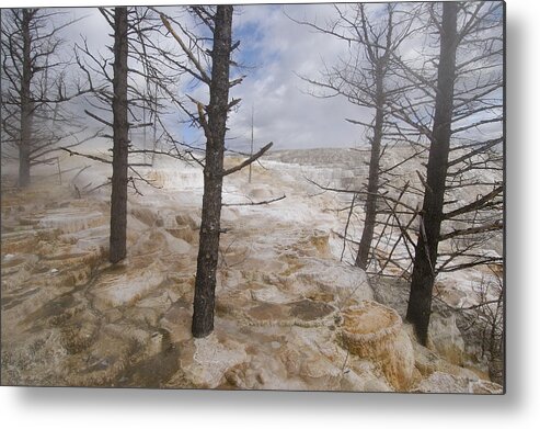 Mp Metal Print featuring the photograph Dead Trees In Mammoth Hot Springs by Pete Oxford