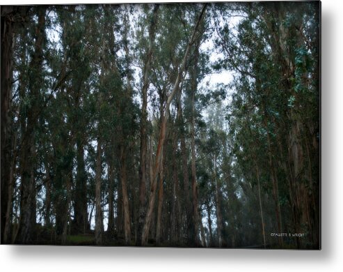 Interior Design Metal Print featuring the photograph Deep Inside The Forest by Paulette B Wright