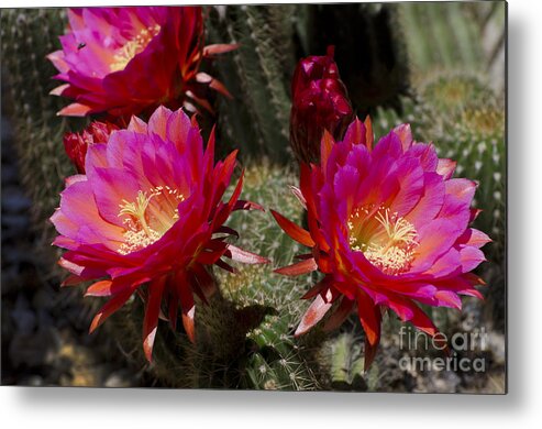 Cactus Metal Print featuring the photograph Deep pink cactus flowers by Jim And Emily Bush