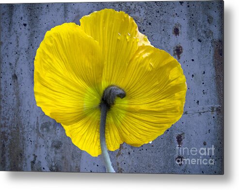Poppy Metal Print featuring the photograph Delicate and Strong by Heiko Koehrer-Wagner